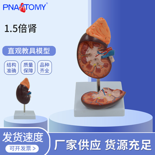 医学教学1.5倍肾解剖模型肾实质肾盂肾盏输尿管泌尿学肾脏病理学