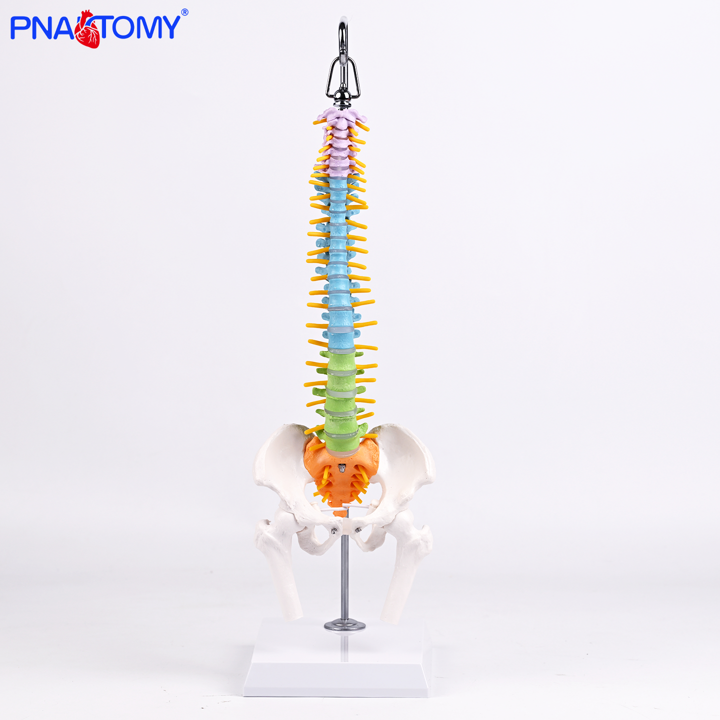 彩色可弯曲带股骨骨骼模型悬挂式医用解剖教学人体骨骼演示标注道