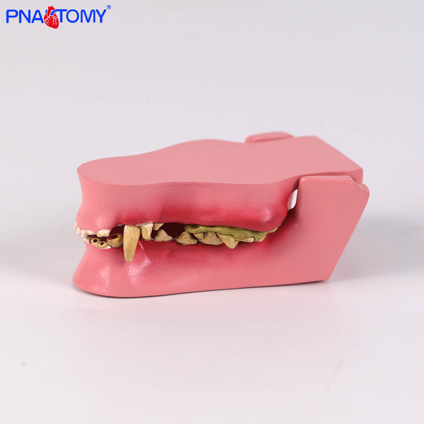 兽医专用狗牙齿模型犬齿解剖细节牙齿形态宠物医疗教学展示标道具