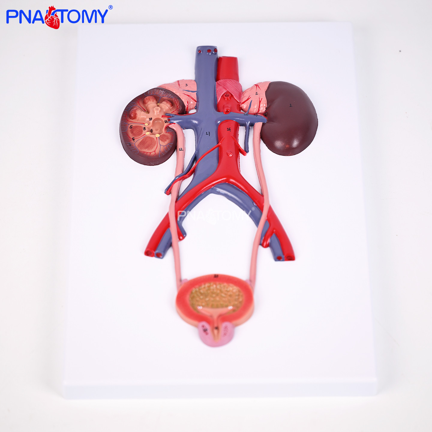 医用人体泌尿浮雕模型解剖教学教具泌尿系统结构展示医学院实训器,文具电教/文化用品/商务用品,教学标本/模型,淘宝优惠券,粉丝福利购,淘宝优惠卷