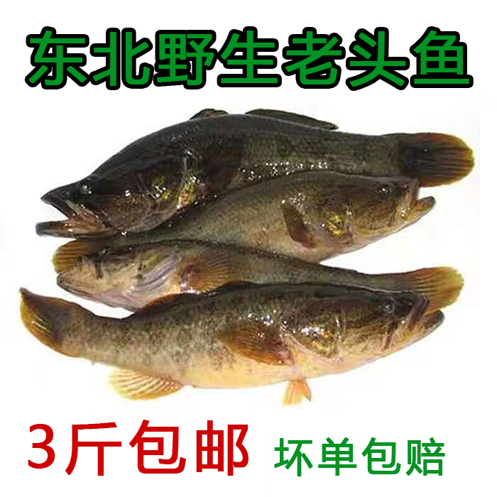 正宗东北特产老头鱼速冻还阳鱼鲜活山胖头沙姑鲈子1斤装