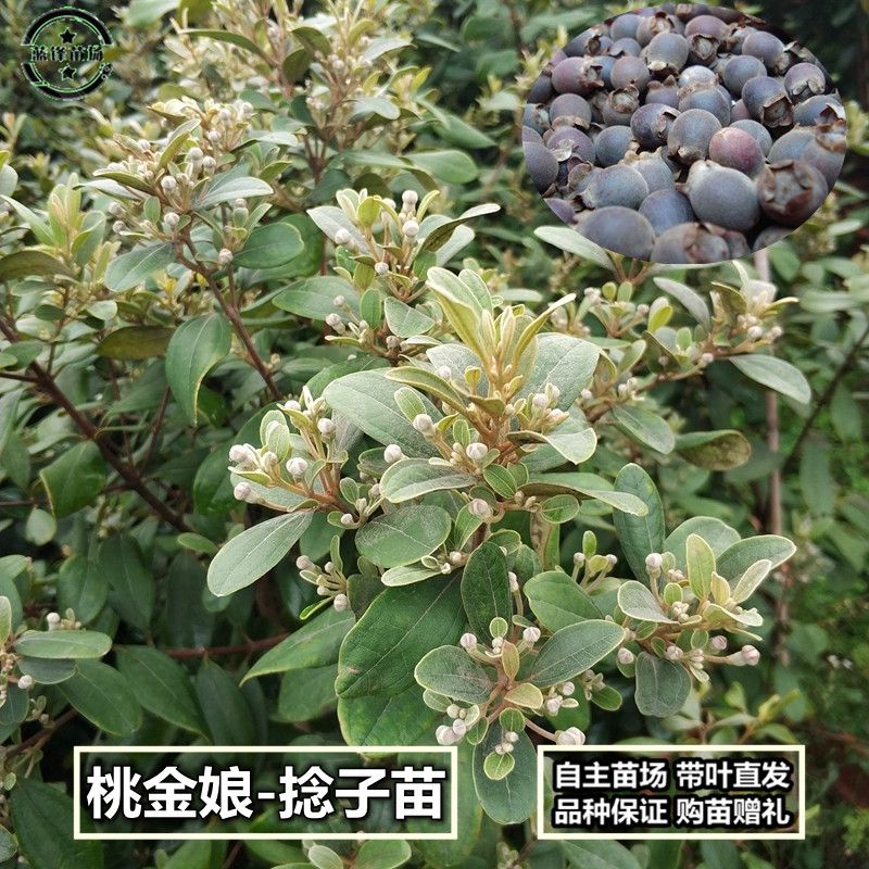 正宗桃金娘树苗 山捻子苗 乌稔多尼小树苗 盆景地栽室内阳台庭院