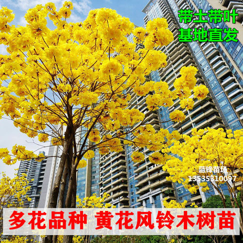 黄花风铃木树苗多花紫花盆栽地栽