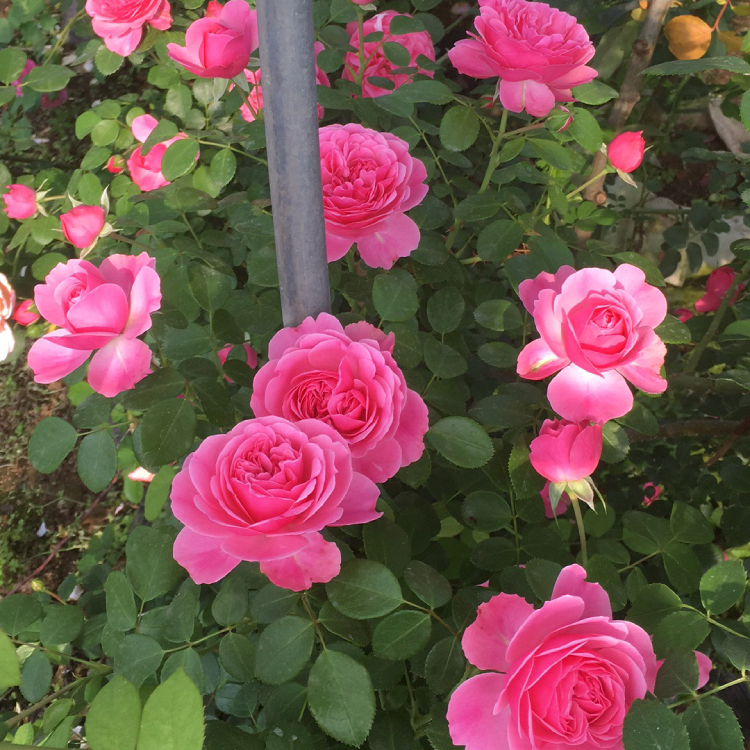 庭院爬藤花卉藤本月季花苗大花蔷薇粉色达芬奇四季开花盆栽植物苗