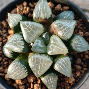 十二卷克里克特心形克9厘米，实物拍照，可带盆土发货包邮