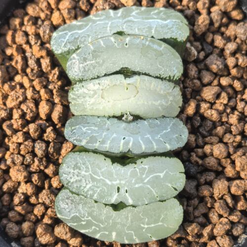十二卷旷月玉扇6厘米实物带盆土