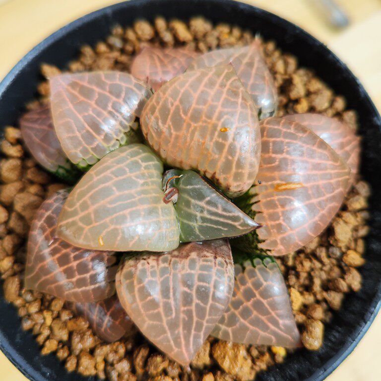 十二卷玻璃康平寿9-10厘米大实物拍照可选带盆土发货包邮韵达