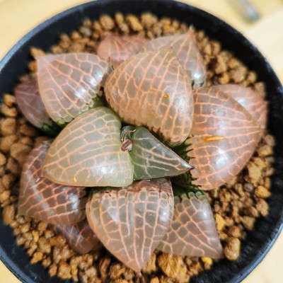 十二卷玻璃康平10厘米发货包邮