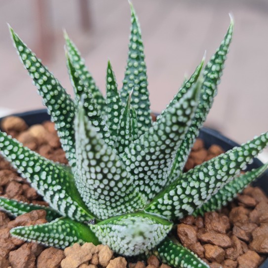 十二卷硬叶地上星多肉植物10厘米,实物拍照,带盆土发货包邮