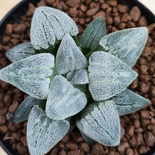 十二卷白银铁道7.5厘米，实物拍照，带盆土发货，包邮。