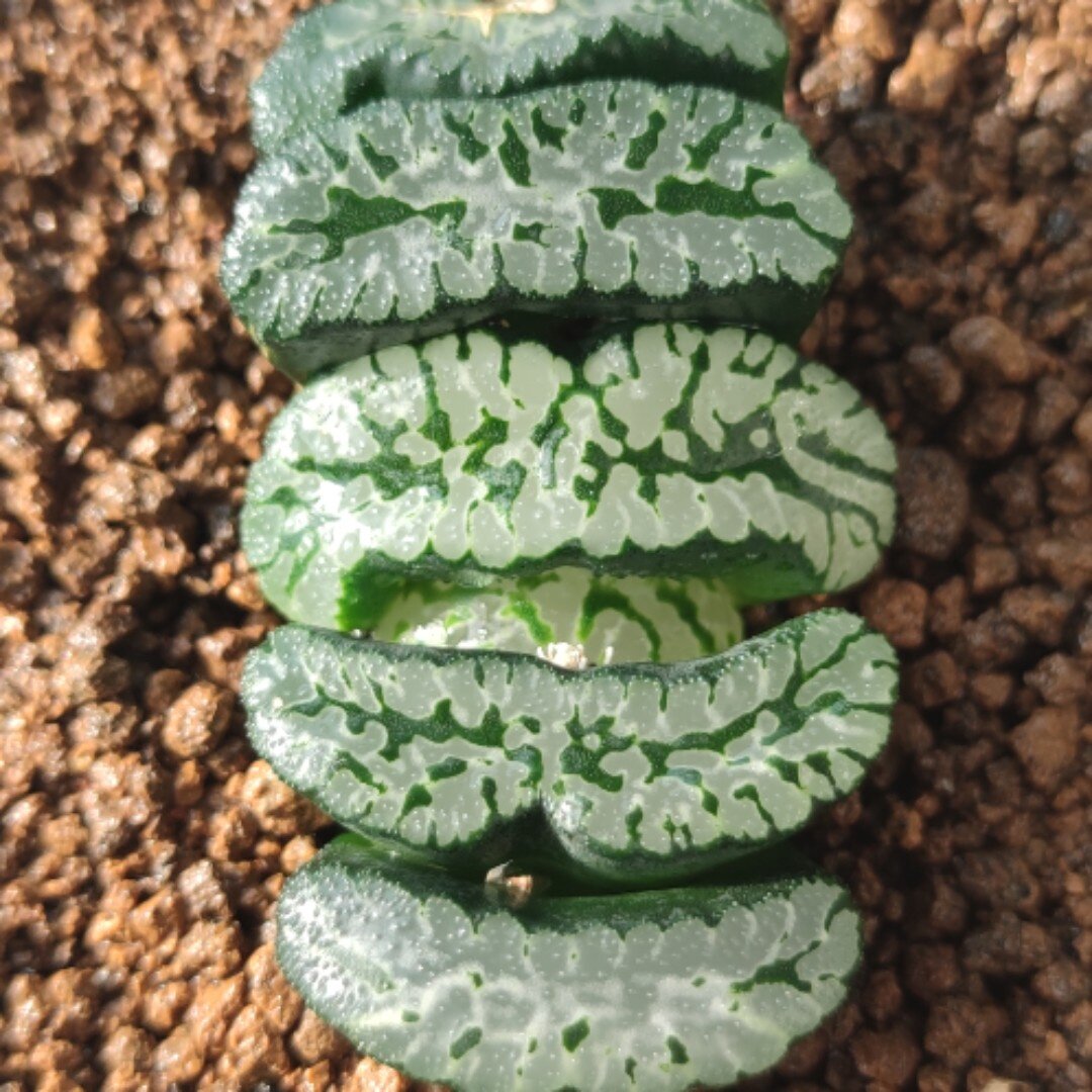 十二卷超级绿岛玉扇7厘米实物拍照可选带盆土发货包邮韵达