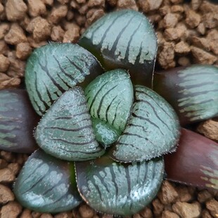 十二卷魔界寿6厘米 带盆土发货 包邮 实物拍照