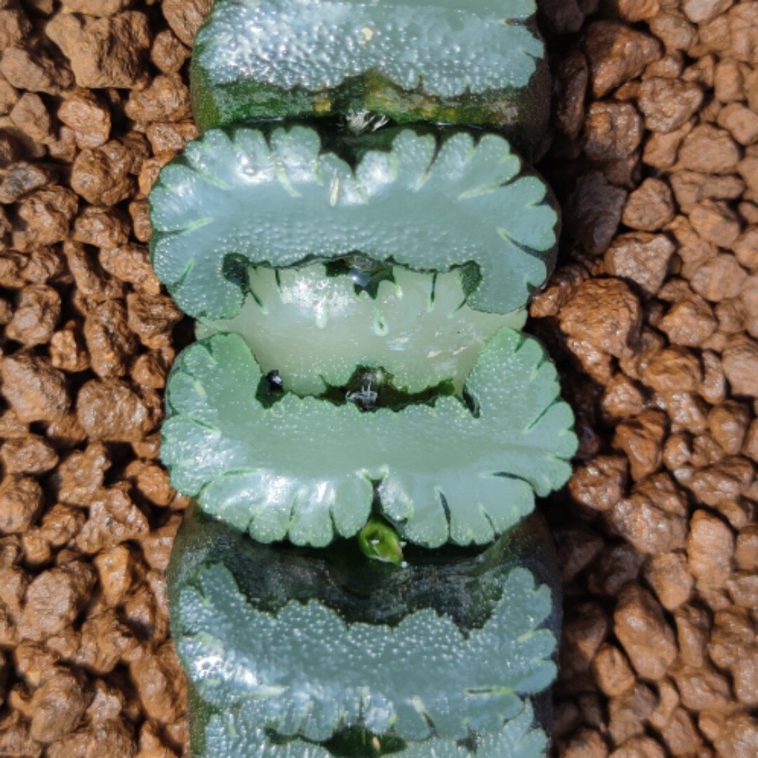 多肉植物十二卷玉扇鬼岩城7厘米实物拍照可选带盆土发货包邮韵达