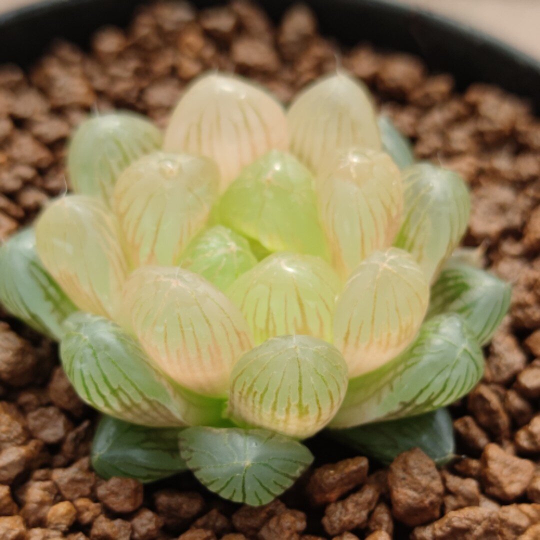 十二卷琥珀玉露7-8厘米,实物拍摄可选,带盆土发货,包邮.