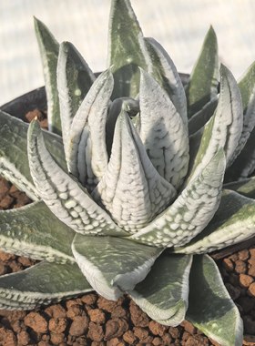 多肉植物十二卷硬叶皇帝8-10厘米叶展，带原盆土发货，包邮。