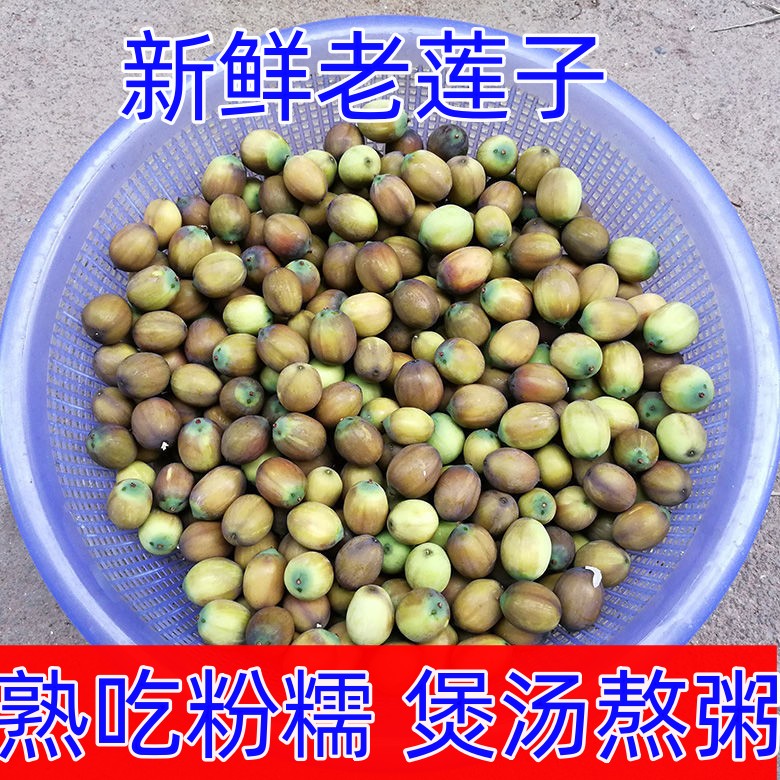 湖北新鲜老莲子米现摘粉糯不带壳