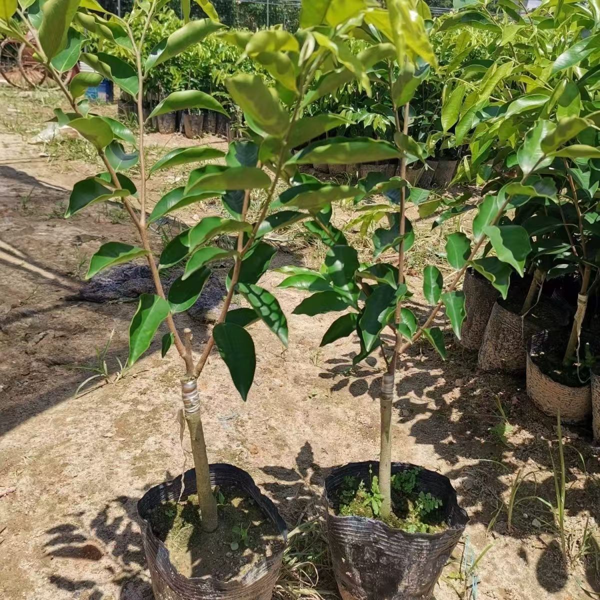 正宗罗汉松树造型小苗真树人财两旺幼苗盆景庭院种植盆栽中叶镇宅