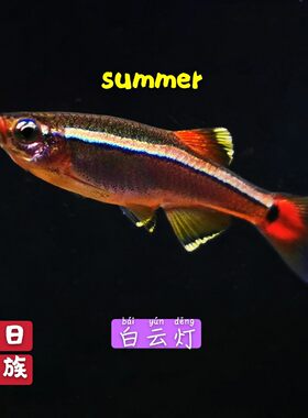 白云金丝耐寒群游混养包邮观赏鱼