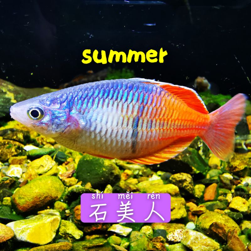 石美人鱼刚果美人电光美人马达加斯加美人蓝美人鱼观赏鱼热带鱼