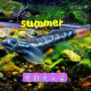 宽额秃头鲨西瓜天使苏门天使秃头鲨巴布亚天使原生虾虎鱼热带鱼