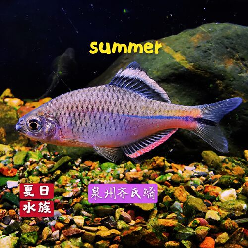 泉州齐氏鳑鲏漳州原生鱼溪流