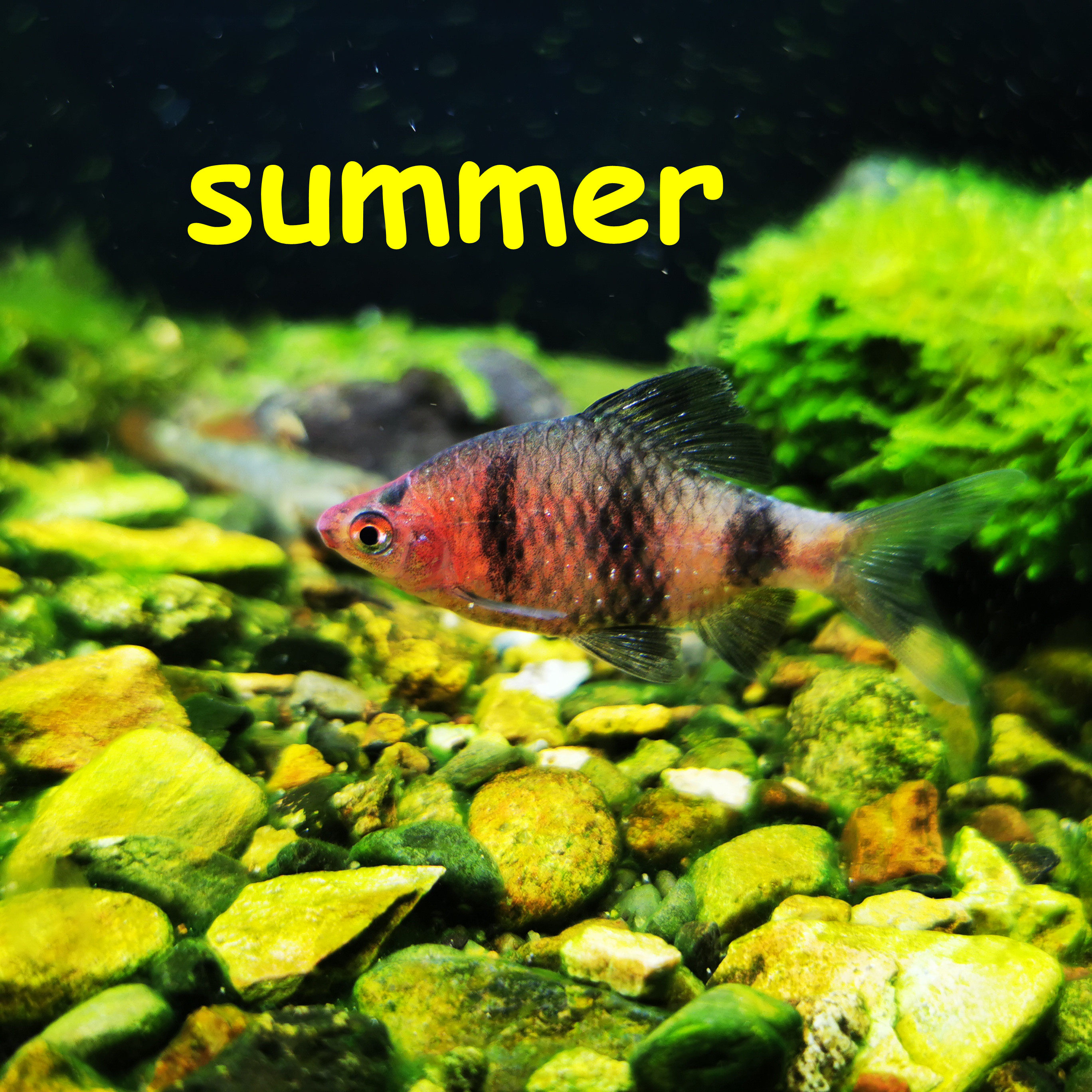 红宝osk石鲫五线鲫黄帆小丑鲫甜甜圈五鲫观间赏鱼科东黑南亚鲤鱼