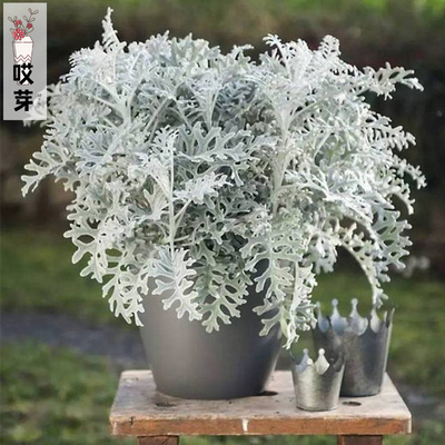 进口银叶菊种子 银尘 Silver Dust 四季庭院阳台花镜盆栽
