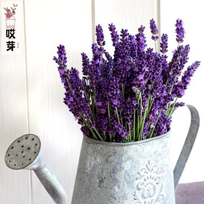 进口切花薰衣草种子 Munstead Variety  盆栽庭院宿根耐寒