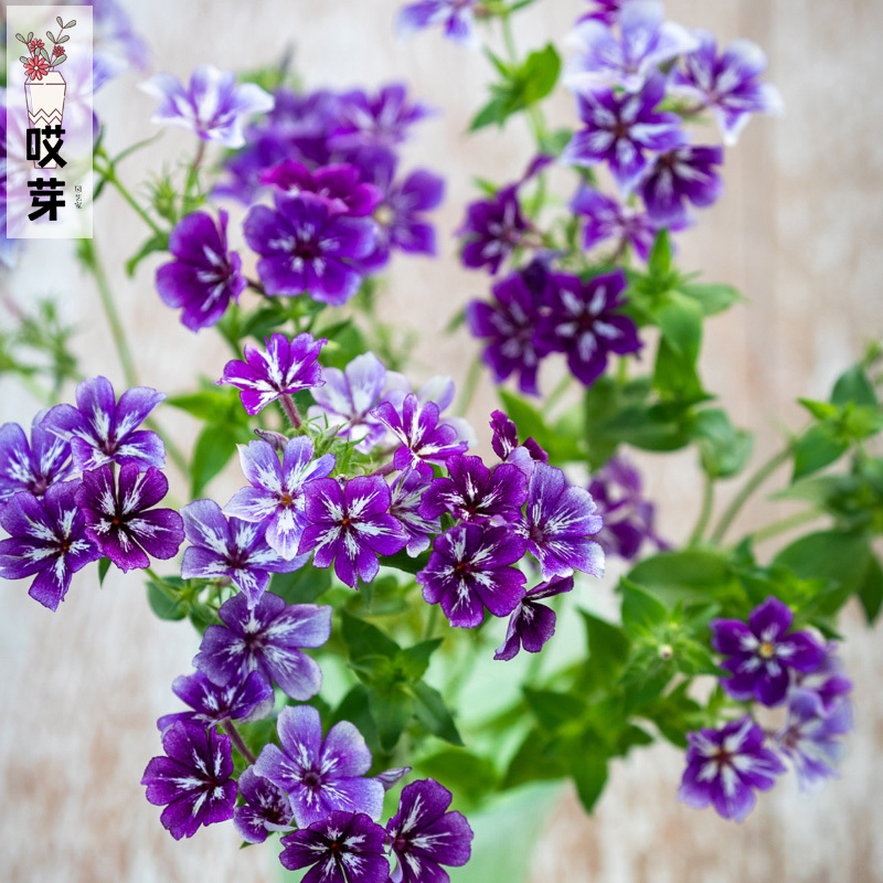 进口福禄考种子 星星糖 Sugar Stars Mixed 阳台盆栽观赏花卉植物