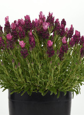 进口西班牙薰衣草种子 Bandera Lilac 恬雅紫 宿根盆栽香草小耳朵