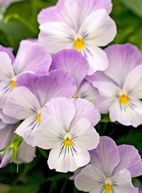 日本进口角堇种子 淡粉薰衣草 Lavander Pink 神仙色阳台盆栽