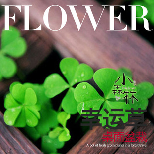 幸运草花苗 阳台桌面盆栽植物花卉 紫叶幸运草 炸酱草 净化空气