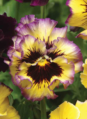 进口三色堇种子 Frizzle Sizzle 闪现 柠檬莓红 中提琴角堇神仙色