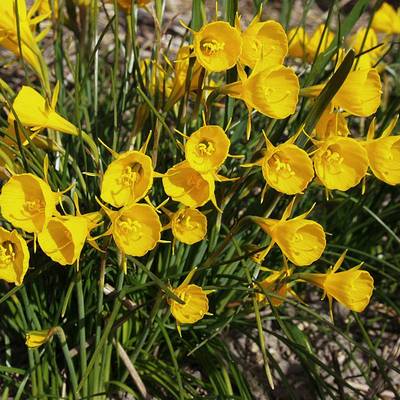 围裙水仙种球秋冬春季多色庭院阳台盆栽多年生球根植物花卉水仙花