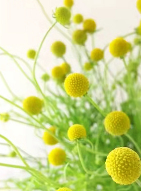 进口草莓菊种子 菠萝色 Cep. Pineapples 阳台花园盆栽鲜花切花