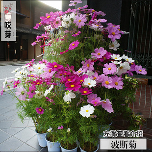 重瓣矮波斯菊种子50粒 秋英 观花植物 四季庭院阳台盆栽花卉种子