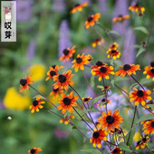 进口切花金光菊种子 耐热盆栽庭院花卉 Glow 草原之光 Prairie