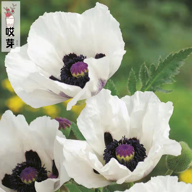 进口切花东方虞美人种子 皇家婚礼Papaver四季阳台庭院盆栽花卉