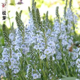 庭院盆栽花园装 进口切花龙胆花种子 Veronica 饰 维洛尼亚