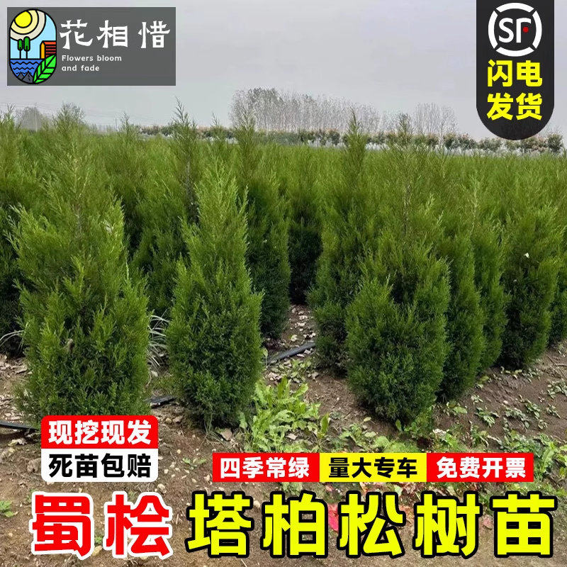 塔柏树苗四季常青耐寒绿化植物花卉工程苗龙柏蜀块桧柏侧柏墓地松