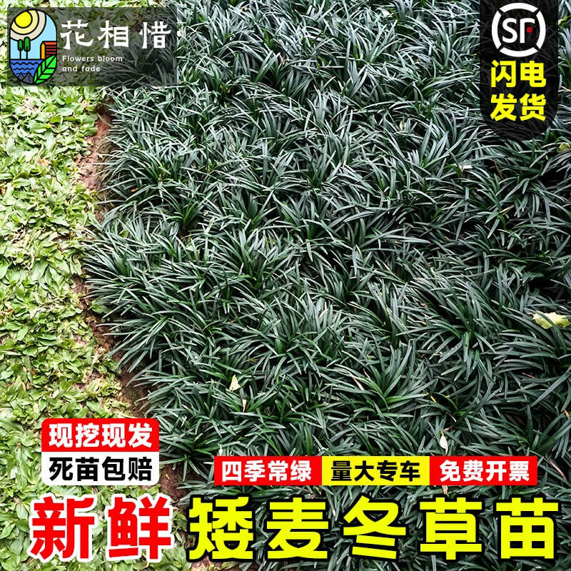 矮麦冬草玉龙草苗常绿耐阴耐寒草坪花园工程四季青沿阶草绿化植物