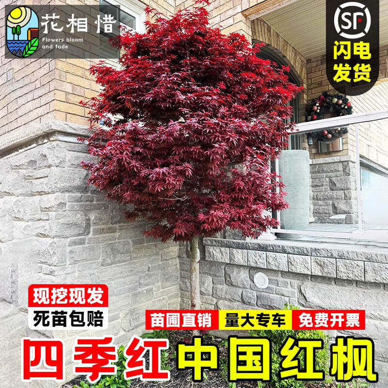 中国红枫树苗盆栽日本红舞姬庭院彩叶耐寒绿化风景树三季红枫小苗