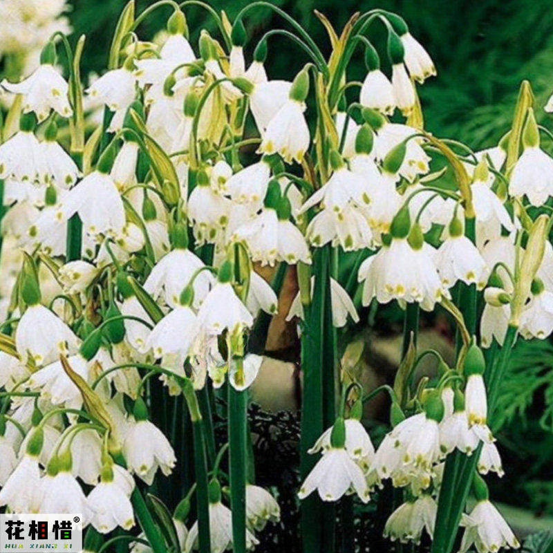 雪片莲种球庭院阳台盆栽雪滴花球根多年生观花植物花卉德国白铃兰