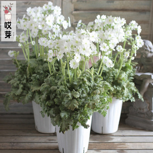 进口报春花种子 白花樱草绿花樱草 多年生盆栽羽叶报春陕西报春