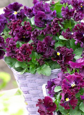 进口褶边三色堇种子 Frizzle Sizzle 闪现 酒红 中提琴角堇神仙色