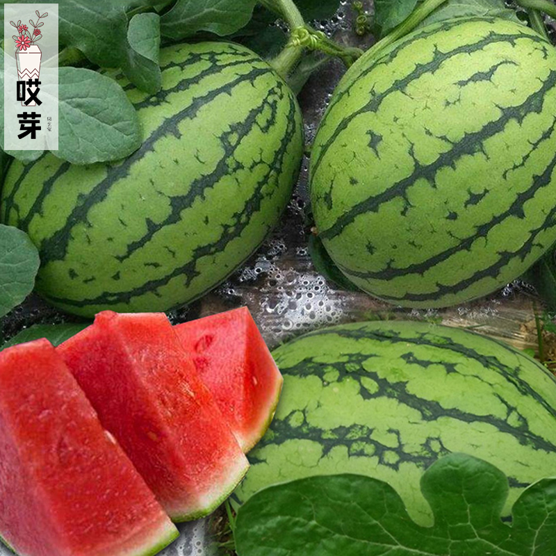 日本早春红玉小西瓜种苗抗病皮薄四季甜西瓜种籽春南方蔬菜孑苗