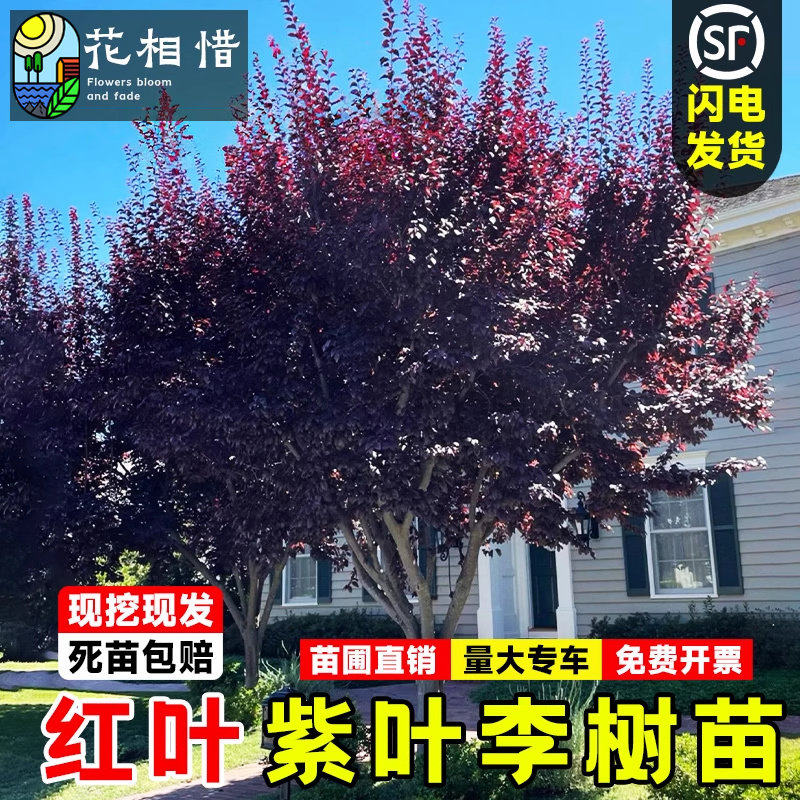 紫叶李树苗庭院园林工程行道花卉耐寒绿化风景植物速生红叶李果苗