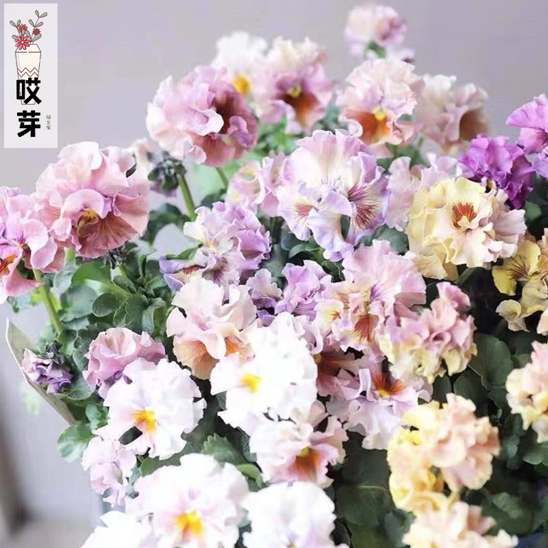 日本进口皱边角堇种子合集  破碎褶边碎边三色堇神仙色中提琴盆栽