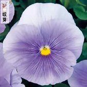 Viola 日本进口三角堇种子 透明浅蓝色 中提琴神仙色江源盆栽
