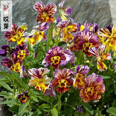 日本进口角堇种子 油画 Brush Strokes 四季中提琴神仙色阳台盆栽